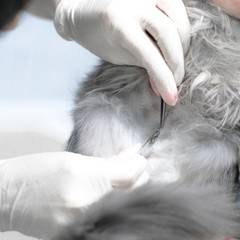 removal of stitches by a veterinarian, surgery on a fluffy gray cat. veterinary, 4-handed sterilization, emergency delivery, assistance to an animal in a veterinary clinic, suture on the abdomen