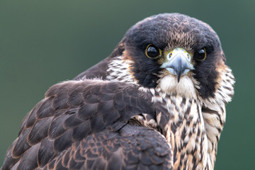 Portrait of Young Peregrine Falcon (Falco peregrinus)