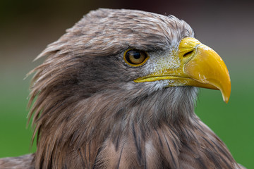 Portrait of White-tailed Eagle (Haliaeetus albicilla)