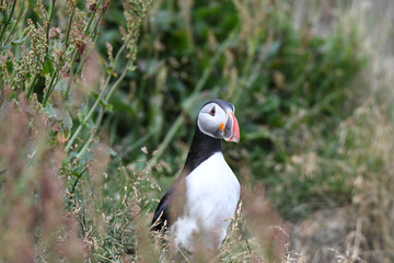 Papageientaucher an den Klippen Islands