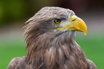 Obraz premium Portrait of White-tailed Eagle (Haliaeetus albicilla)