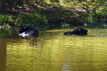 Herd of Water Buffalo