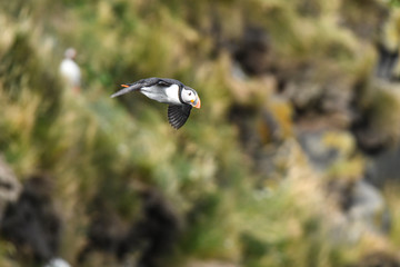 Papageientaucher an den Klippen Islands