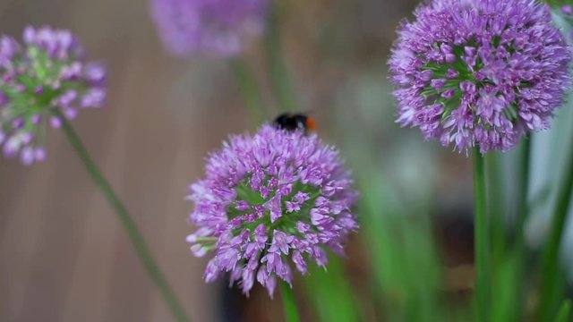 Bumblebee looking for pollen on purple allium flower.