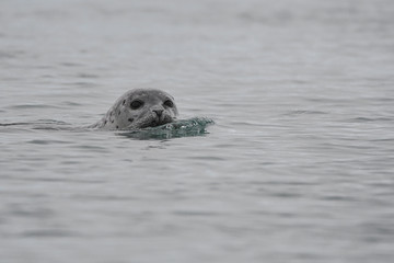 Robbe im Wasser und in einer Gletscherlagune auf Island