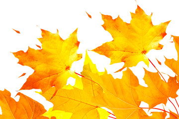 Bright colorful autumn leaves