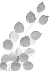 Leaves of pear. Black and white. Isolated on white