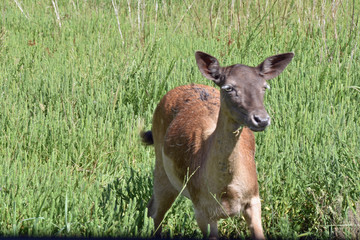 Young Fallow Deer