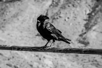 Canary Raven (Corvus corax tingitanus). Canary Islands. Fuerteventura. Spain. Black and white.