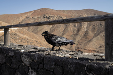 Canary Raven (Corvus corax tingitanus). Canary Islands. Fuerteventura. Spain.