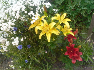 bouquet of yellow flowers