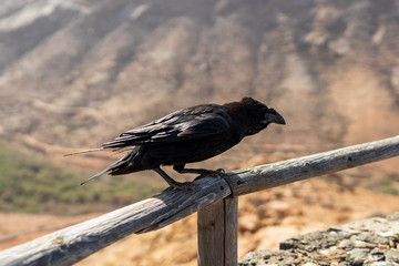 Canary Raven (Corvus corax tingitanus). Canary Islands. Fuerteventura. Spain.