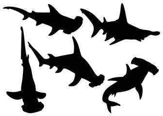 Hammerhead sharks in the set. Predatory fish. - obrazy, fototapety, plakaty