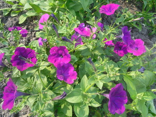 purple flowers in the garden
