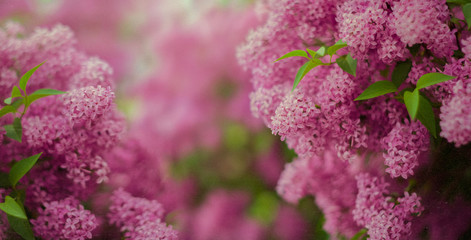 Beautiful blooming lilac. Selective soft focus, blurred background. Aged image with texture overlay, toned retro style.