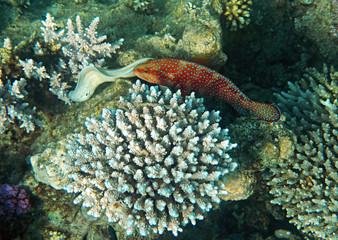 Morning scene from life of exotic tropical fish inhabiting coral reefs at the Red Sea, Middle East