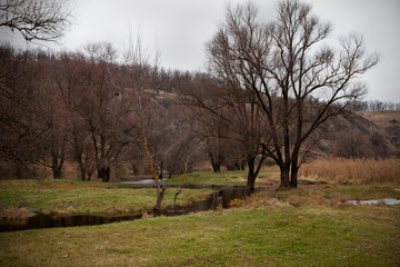 Obraz premium Autumn gloomy forest with bare trees