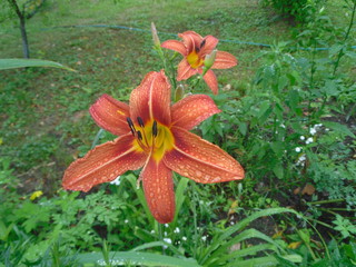 orange tiger lily