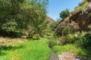 Fototapeta na wymiar River in mountainous area and with abundant vegetation