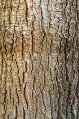 tree bark texture for graphic resource