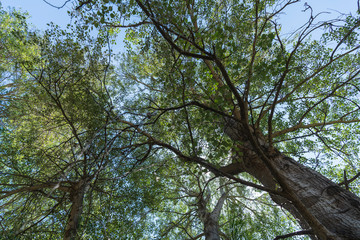 top of some trees in the river