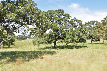 Obraz premium Trees in a Meadow