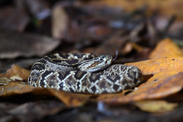 Central American rattlesnake flick tongue in dry leaves