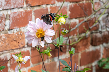 Red Admiral butterfly, Vanessa atalanta, and bumblebee collecting pollen from summer flowers