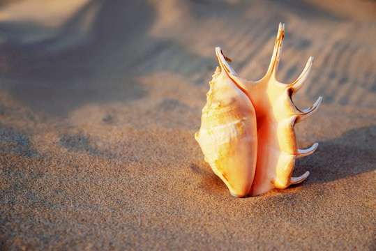 beautiful seashell on the sand at the beach.. Romantic summer vacation concept. Summer wallpaper or background