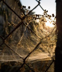 spider on the web