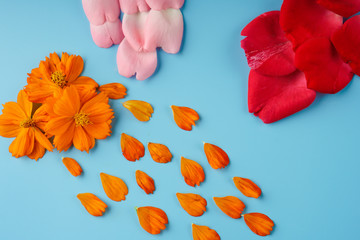 Neatly arranged rose petals, red and pink, cosmei-orange and blossoming buds of Cosmea on a blue background
