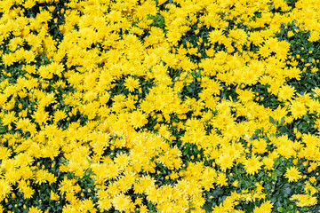 Top View Of Yellow Flowers Blooming On Field