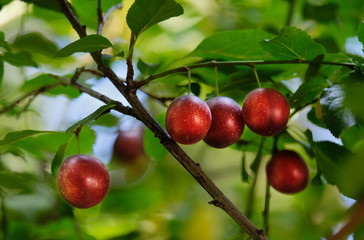 Plum on a branch