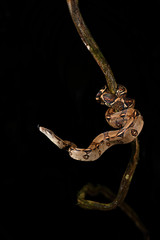 Naklejka premium Boa imperator flick tongue on branch black background
