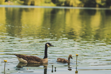 Entenmutter mit Kind