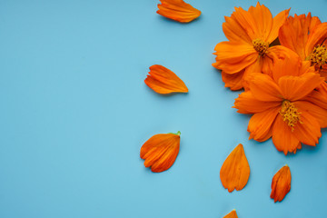 Three orange blossomed buds of the Kosmeya flower and petals scattered around them on a blue background