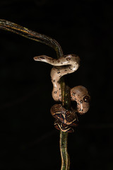 Boa imperator on branch black background