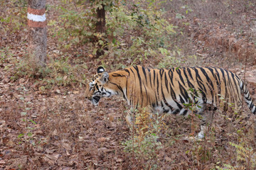 Fototapeta na wymiar old tiger in the forest