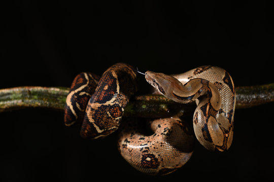 Boa imperator flick tongue on branch black background