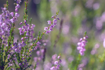 Macro shot of flowering heather or ling (lat. Calluna vulgaris) in the forest at sunny summer day