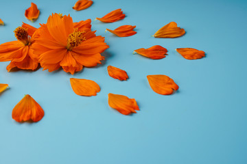 Three orange blossomed buds of the Kosmeya flower and petals scattered around them on a blue background