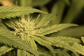 Macro shot of a cannabis indica flower with leafs