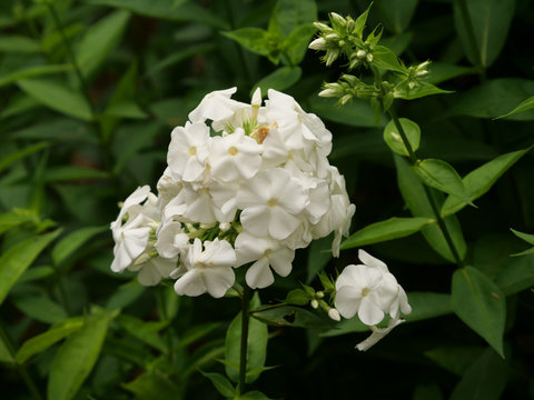 Closeup shot of beautiful white phlox paniculata in the garden