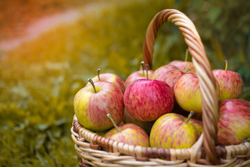 Ripe red and yellow apples lie in a wooden basket on a yellow background in the autumn in the rays...