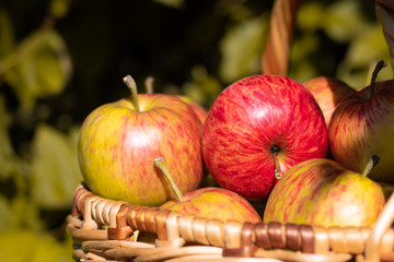 A full basket of ripe red and yellow apples stands on the grass in the autumn in the sunset: a place for text, the concept of harvesting, close up