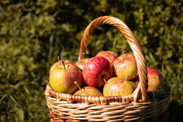 A full basket of ripe red and yellow apples stands on the grass in the autumn in the sunset: a place for text, the concept of harvesting, close up