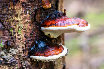 Rotrandiger Baumschwamm  (Fomitopsis pinicola), auf einem Baumstumpf