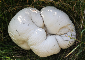 Huge edible and medicinal mushroom Calvatia gigantea