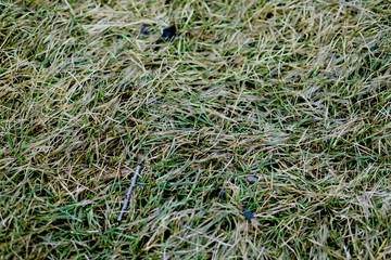 Dying autumn lawn grass texture