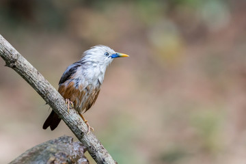 A Blyth's Starling perched on tree branch just after a bath in a forest in Thattekkad, Kerala, India